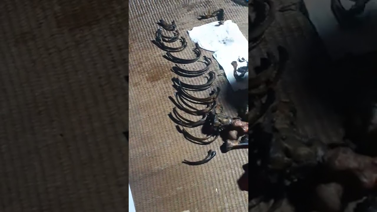 SANG CÁT VÀ CÁCH XẾP XƯƠNG ĐẸP