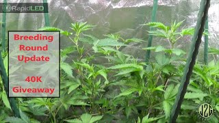 08-14-2019 - 40k Subscriber Giveaway - Breeding Round Update