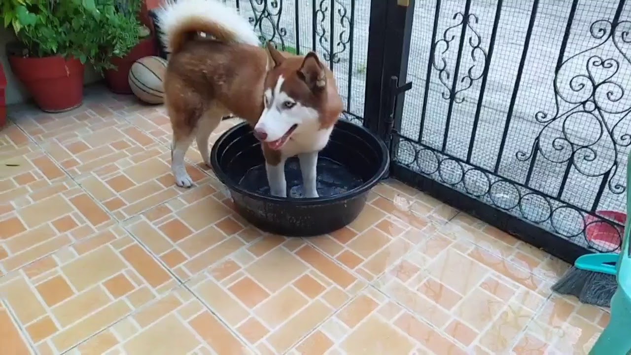 Chubby husky boy YouTube