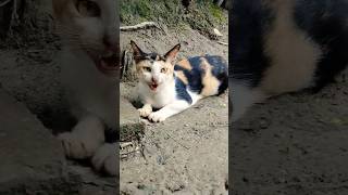 This cat is really alive! 🥰#funny #cats #catvideos#tiktok #social #usafunny #catlovers #funpage