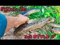 కొర్రమిను కోసం తిట్లు తిన్నం | snakehead fishing | village fishing | different style fishing#trend