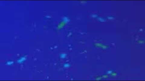 سورة المطفّفين بصوت الشيخ القارئ فارس عباد