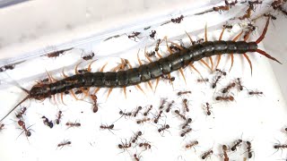 Throw a centipede that has invaded your house into a swarm of ants