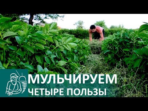 Видео: Отглеждане на картофи под слой мулч
