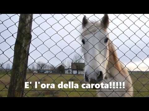 ASSO CAVALLO DEL WEST   BIS