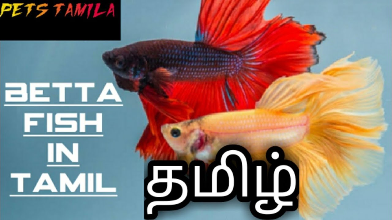 Betta fish in Tamil/petstamila/fishes/betta fish/fishes/betta/exotic