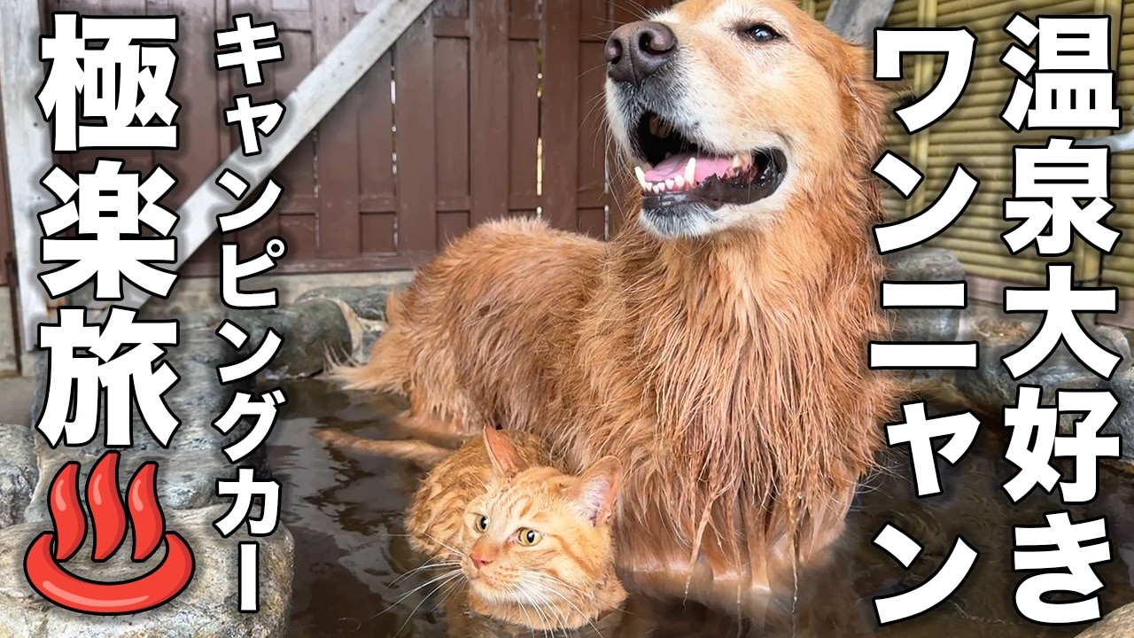 【岡山旅】日本一周中にペットが入れる温泉が！？絶景＆リラックスで最高の車中泊旅