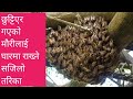          reunion of scattered bees into hive