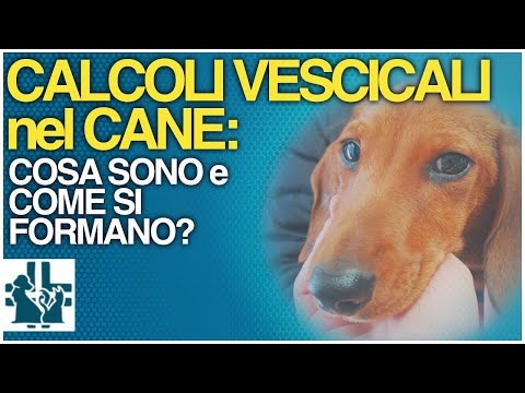 Video: Struvite-virtsarakon kivet koirilla