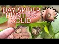 SPIDER HUNTING SA UMAGA (Balik hunt tapos na ECQ HAHAHA)