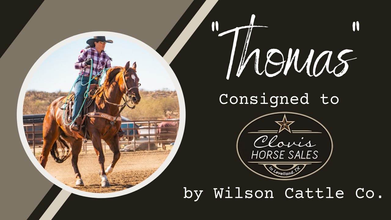 "Thomas" Wilson Cattle Co. Consigned to the Clovis Horse Sale YouTube
