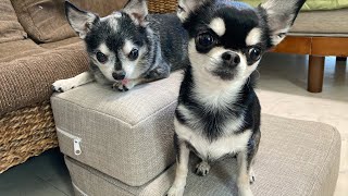 ペット用ステップ購入しました