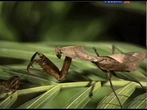 Такие важные насекомые