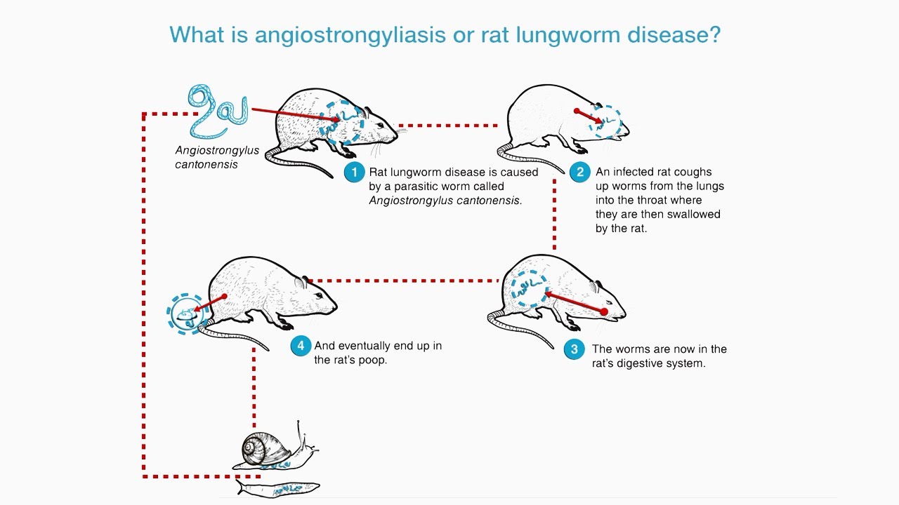 How to help prevent the spread of rat lungworm disease