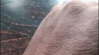 XXL XXL XXL XXL FREESTYLE 2024 |XXL 2025 | Xxwd5000xa | XXL XXL XXL XXL FREESTYLE