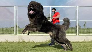Meet the 10 Biggest Dogs You've Ever Seen