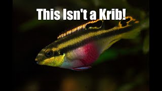 What Is (And Isn't) A Kribensis?