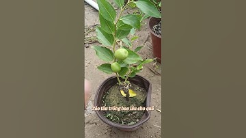 Táo tàu trồng bao lâu cho quả? Cây có trồng tốt ở Việt Nam không? ☎️: 092.391.6866 #nhavuonngoclam