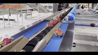 Celebrity JCSORT Dragon Fruit Washing & Weight Grading Machine Wealth