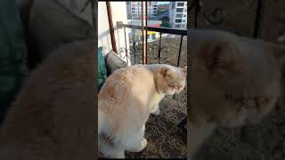 günduz evde yoktum özlemis ilgi istiyor küsmüste olabilir #turkishcat ##seniseviyorum #tosbidik