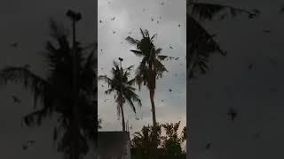 respon suara panggil walet birahi jernih