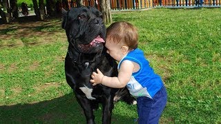 Bébés mignons jouant avec Cane Corso Dog - Chien Mignon Et Bébé