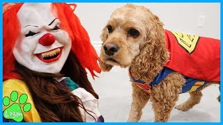 Cute Dogs Reaction To Halloween Costumes I Logan The Adventure Dog by Logan The Adventure Dog 227,507 views 4 years ago 9 minutes, 35 seconds