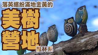 楓紅秘境藏身山谷中的美樹營地| 露營賞楓｜ 楓香營地| 秋冬 ... 