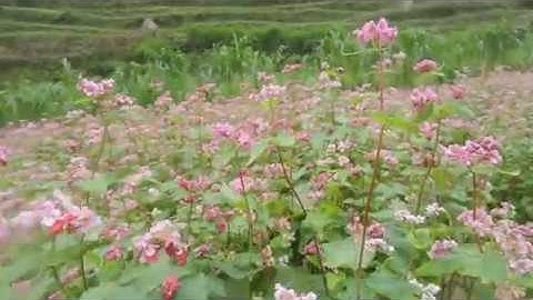 Mùa tam giác mạch Hà Giang