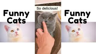 Funny Cats #shorts Part 1 by Funny Cats 45 views 2 years ago 52 seconds