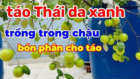 Cách trồng táo Thái da xanh trong chậu, chăm sóc bón phân cho táo nhiều quả.