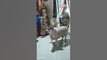 Được cưng nên làm tới he 🤣 #foryou #funny #xuhướng #giaitri #dailyvlog #haihuoc