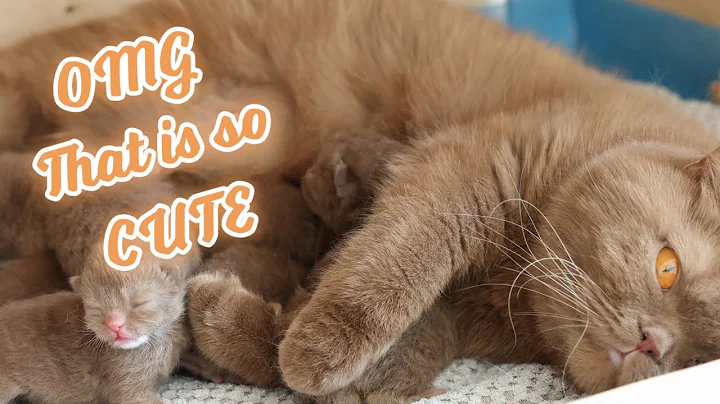 Watch the video about OMG! You Won’t Believe How Cute These 12-Day-Old Kittens Are! 🐾😍