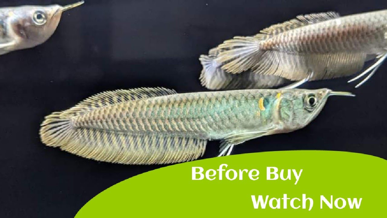 Arawanas: The ultimate buying guide for fish keepers