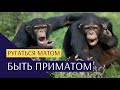 Вот почему нельзя ругаться матом. Тайны ДНК