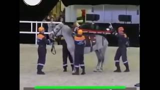 Ever Seen A Horse Ambulance? | What Could Go Wrong?