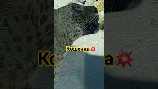 #дикаякошка #гепард #тигр #леопард #бенгалка #кошка #люблюкошек #зоопарк #пенза