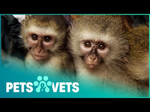 Video: Pet Scoop: Otroška opica rešena v Zoološkem vrtu, kojotski mladiček je shranjen po kaktusu