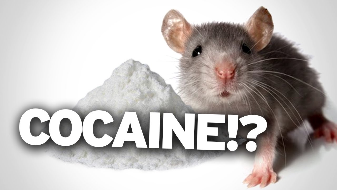 Uncategorized Mice Jokes cocaine re wires your brain after one use youtube