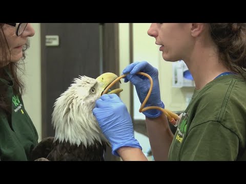 Video: Škoti Bodo Plačali Veliko Globo Za Lažne Pesticide, Poison Bird Feed