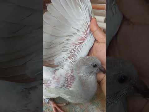 معاد فطم فراخ او زغاليل الحمام امتي ولازم تخلي الزغلول معتمد علي نفسه