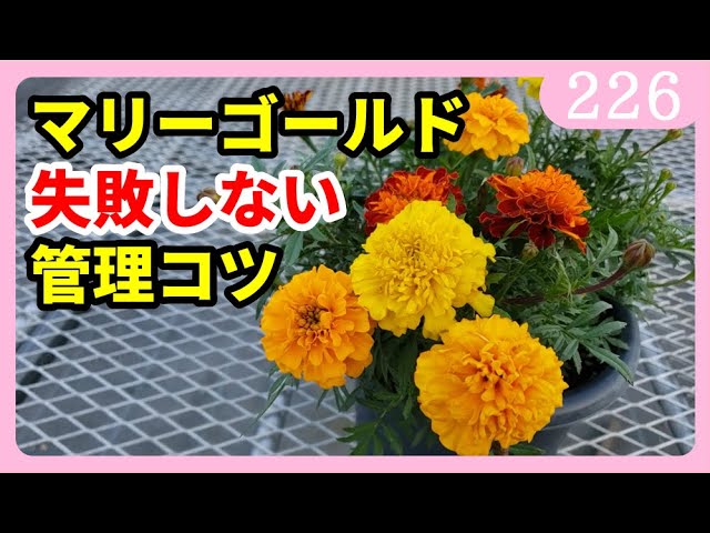 マリーゴールドを長く楽しむ為の植え付け後の管理のポイント 園芸 ガーデニング 初心者 ｂｙ園芸チャンネル 226 Youtube