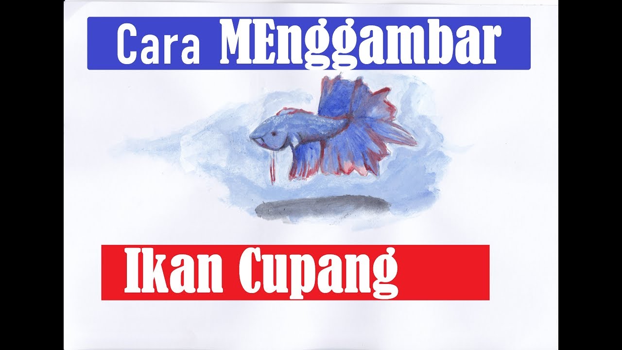 Cara Menggambar Ikan Cupang Dengan Pensil Dan Cat Air Youtube