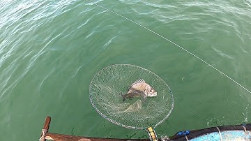 Câu Giăng Mồi Mới Và Sò Móng Tay Được Cá Đủ Nấu Cho 2 Nhà | P 69 |sea ​​fishing bait