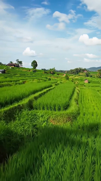 Sawah Hijau dengan Bayangan Awan Bergerak | Cinematic #Shorts