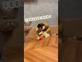 何度でも立ち上がる猫のおもちゃ【七転び八起き】 #猫 #キャティーマン #ネズミ型おもちゃ