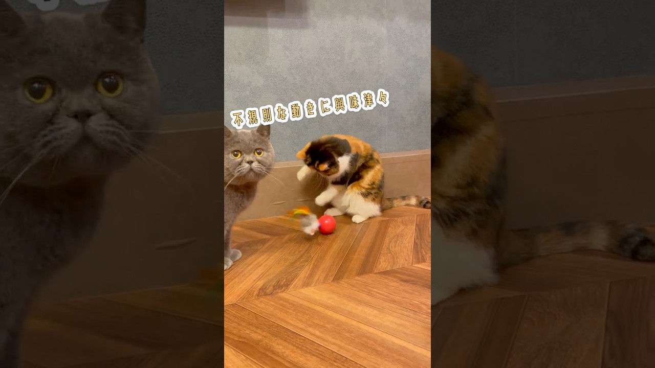 何度でも立ち上がる猫のおもちゃ【七転び八起き】 #猫 #キャティーマン #ネズミ型おもちゃ