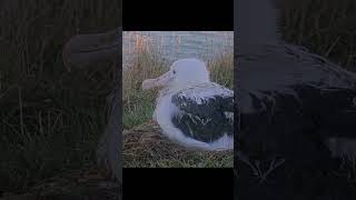 Āwheo The Albatross Chick Is Growing Up
Enjoy this close-up of the growing Northern Royal Albatross chick in New Zealand. Āwheo hatched on the 22nd of January 2026 and is 160 days old as of July 1. The average fledging age for a Northern Royal Albatross chick is 240 days, so there is still a ways to go before Āwheo heads out to sea. Follow along at AllAboutBirds.org/Albatross Āwheo The Albatross Chick Is Growing Up