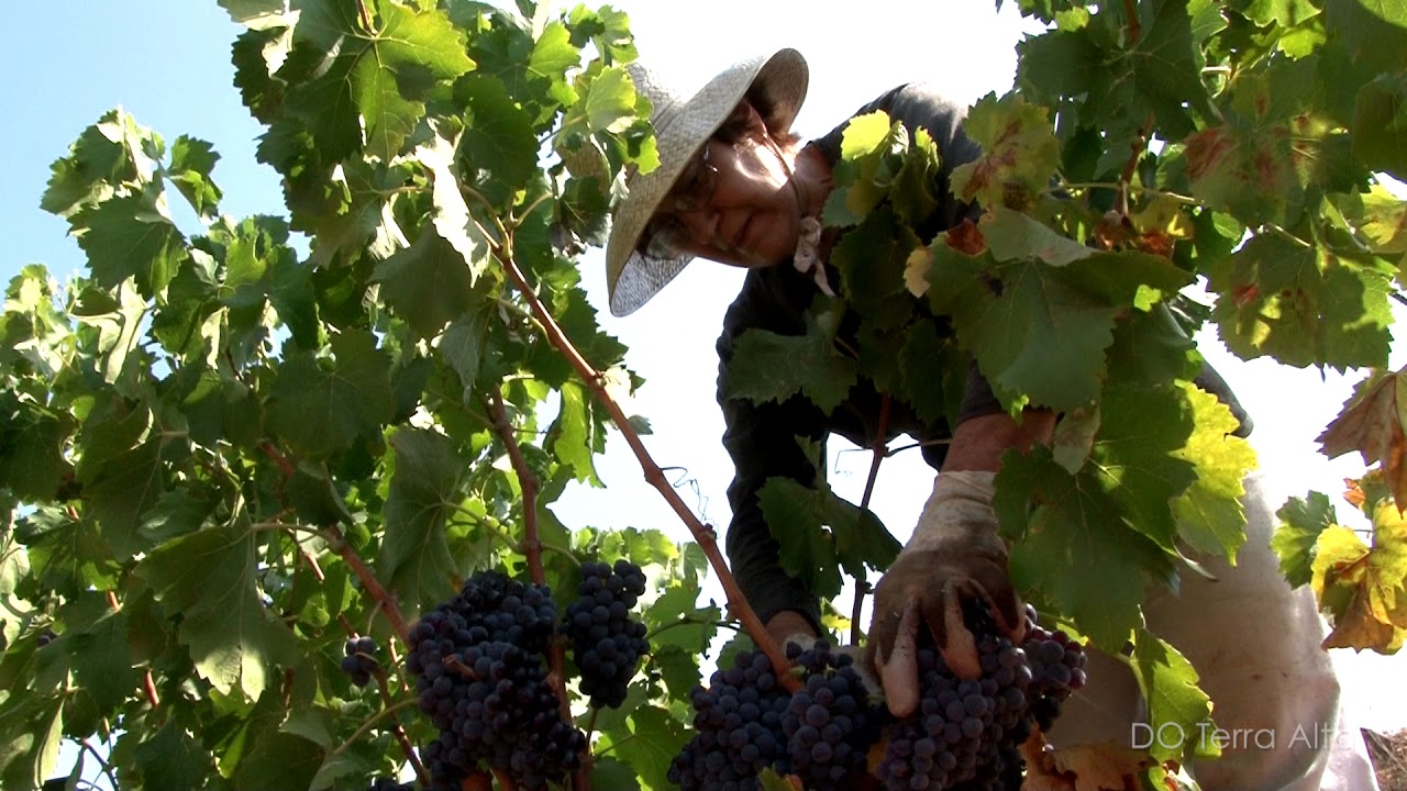 Wein nach Herkunftsbezeichnung D.O. Terra Alta