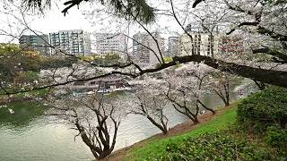 Cherry Blossoms and hordes of people at Nippon Budokan 2024・Japan in 4K HDR by Rambalac 15,111 views 2 weeks ago 1 hour, 28 minutes